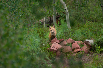Whisper of the Forest